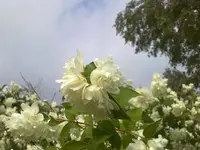 jasmin.webp
