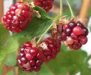 brom_rot.webp