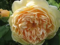 013.webp