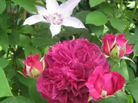 005.webp