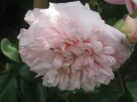 026.webp