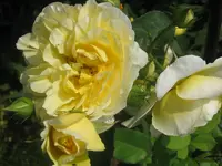 029.webp
