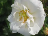 015.webp