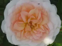 020.webp