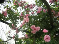 036.webp