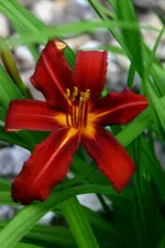IMG_0247_d.webp
