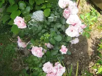 035.webp