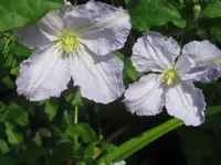034.webp