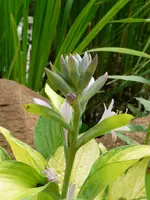 P1030715 [50%].webp