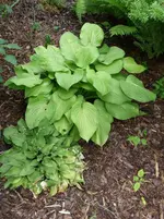 P1030717 [50%].webp