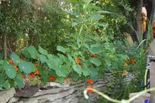 Wildbeet.webp