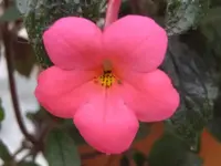Pink,Schiefteller.webp