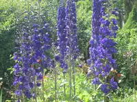 001.webp