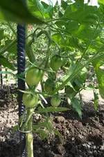 Garten 053.webp