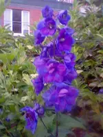 29494.webp
