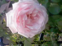 HNI_0002.webp