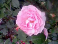 HNI_0015.webp