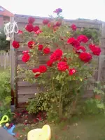 29486.webp