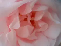 Sorbet.webp
