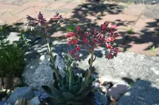 IMG_2122 - Kopie.webp