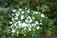 IMG_2124 - Kopie.webp