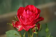Red Intuition Delbard 2008.webp