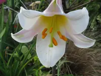 IMG_königslilie_1024x768.webp