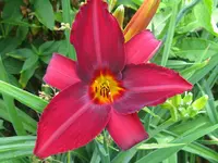 IMG_ruby wine_1024x768.webp