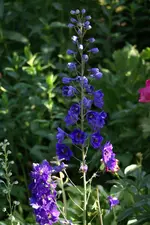 DSC02676.webp
