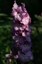 DSC02677.webp