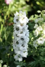 DSC02706.webp