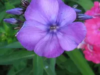 IMG_blue paradiese_1024x768.webp