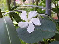 Oleander.webp