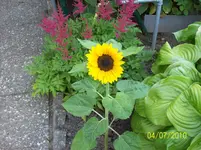Sonnenblume.webp