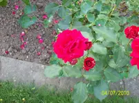 Rose.webp