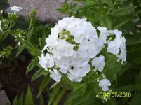 Phlox.webp