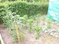 Tomaten.webp