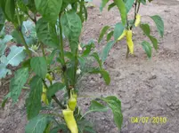 Paprika.webp
