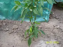 Peperoni.webp