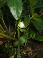 Christrose1.webp
