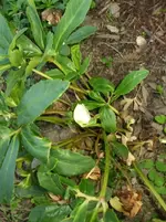 Christrose2.webp