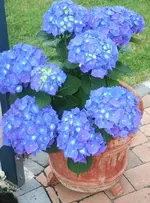 blaue Hortensie in voller Blüte.webp