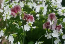 himbeer-gesprenkelte Wicken vor Malve.webp