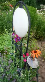 orange Sonnenbraut und Wicken.webp