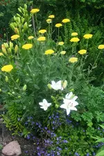 Schafgarbe weiße Lilie Glockenblume.webp