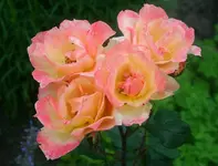 Strauchrose creme rosa 4 Blüten.webp