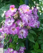 Veilchen Blau.webp
