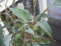 DSCN1907.webp