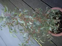 DSCN1912.webp