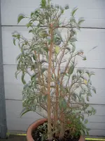 DSCN1913.webp